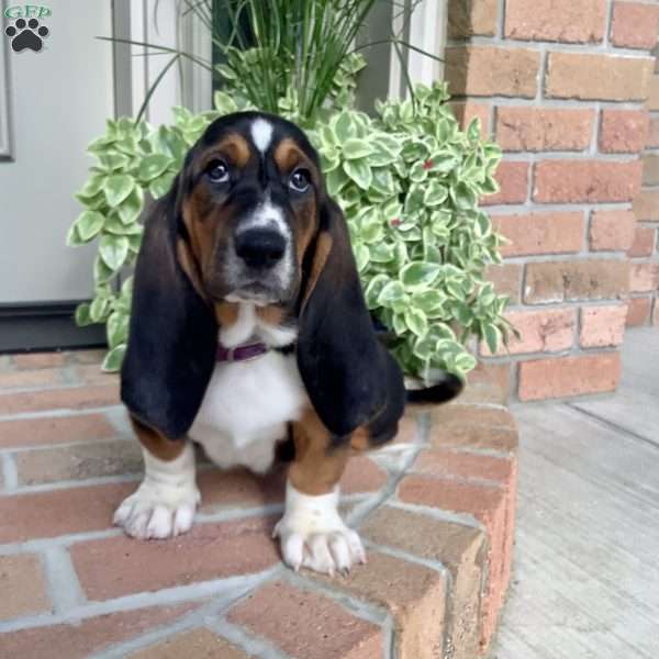 Sunny, Basset Hound Puppy