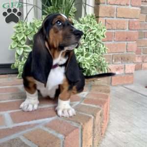 Sunny, Basset Hound Puppy