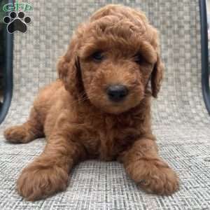 Daisy, Mini Goldendoodle Puppy