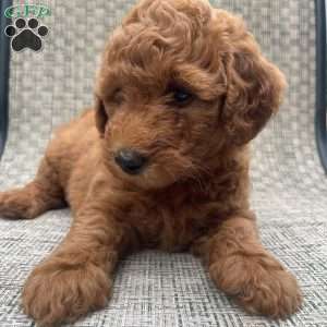 Daisy, Mini Goldendoodle Puppy