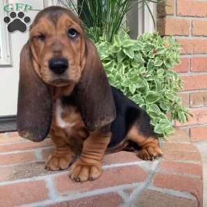 Penny, Basset Hound Puppy
