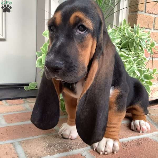 Pearl, Basset Hound Puppy