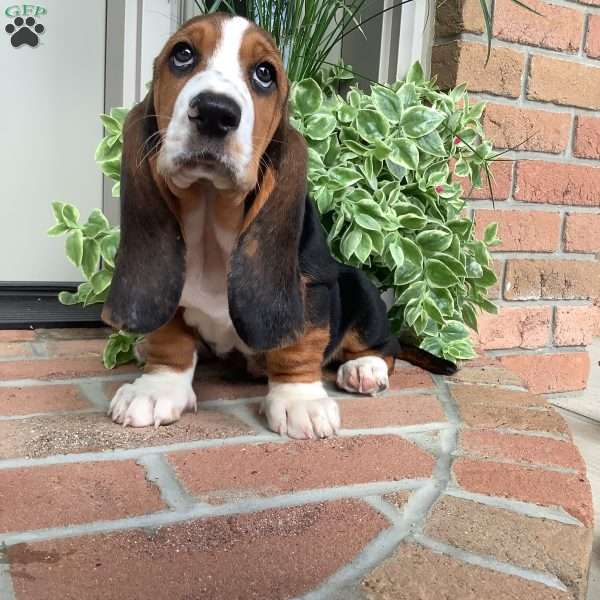 Cinder, Basset Hound Puppy