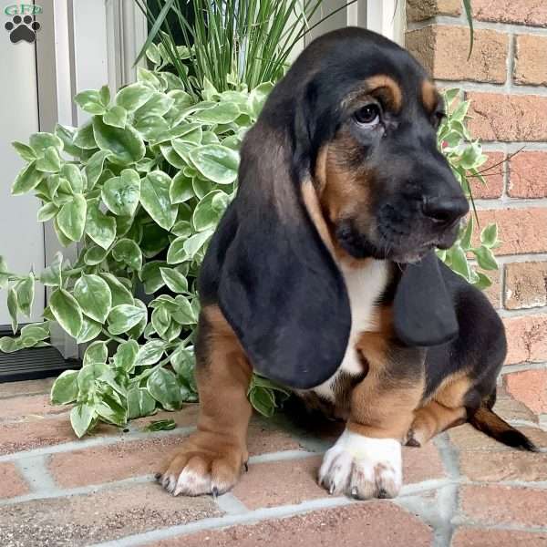 Waldo, Basset Hound Puppy