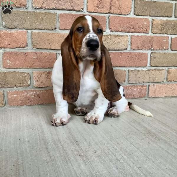 Paisley, Basset Hound Puppy