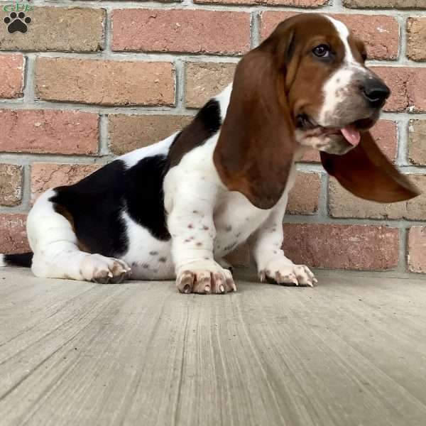Ralfy, Basset Hound Puppy