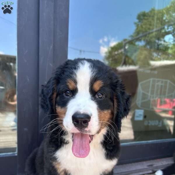 Bear, Bernese Mountain Dog Puppy