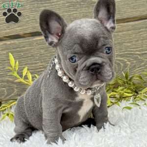 Zoe, French Bulldog Puppy