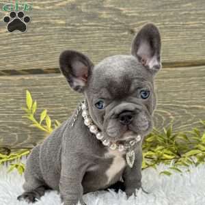 Zoe, French Bulldog Puppy