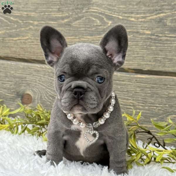 Zoe, French Bulldog Puppy
