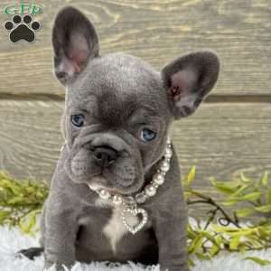 Zoe, French Bulldog Puppy