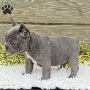 Zoe, French Bulldog Puppy