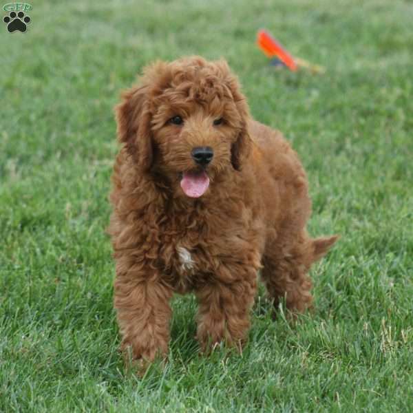 Travis, Mini Goldendoodle Puppy