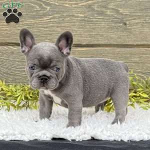 Zoe, French Bulldog Puppy