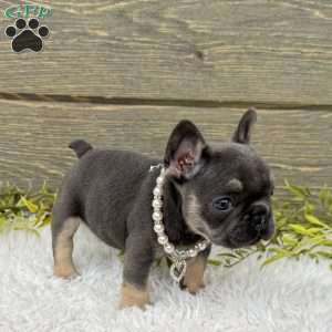 Lola, French Bulldog Puppy
