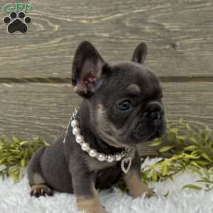 Lola, French Bulldog Puppy