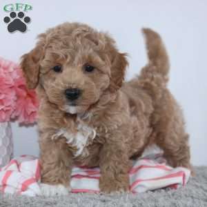 Trista, Mini Goldendoodle Puppy