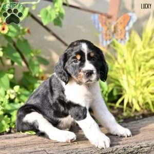 Lucky, English Springer Spaniel Puppy