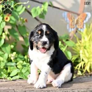 Lucky, English Springer Spaniel Puppy