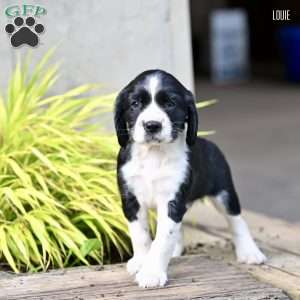 Louie, English Springer Spaniel Puppy