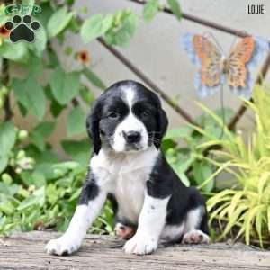 Louie, English Springer Spaniel Puppy