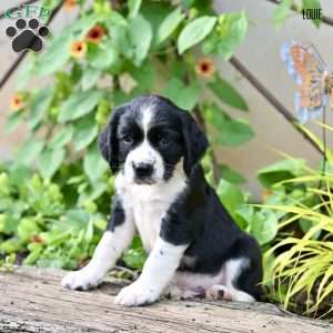 Louie, English Springer Spaniel Puppy
