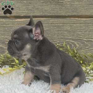 Lola, French Bulldog Puppy
