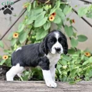 Louie, English Springer Spaniel Puppy
