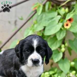 Louie, English Springer Spaniel Puppy