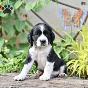 Louie, English Springer Spaniel Puppy