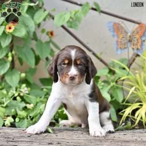 London, English Springer Spaniel Puppy