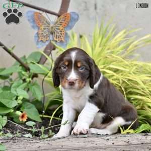 London, English Springer Spaniel Puppy