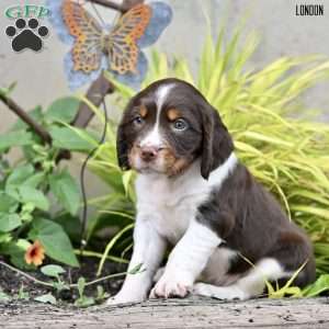 London, English Springer Spaniel Puppy