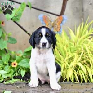 Lee, English Springer Spaniel Puppy