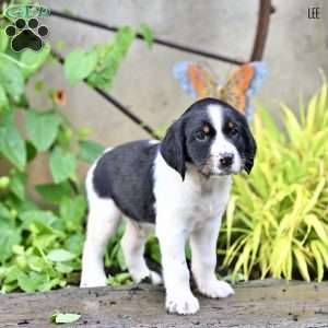 Lee, English Springer Spaniel Puppy