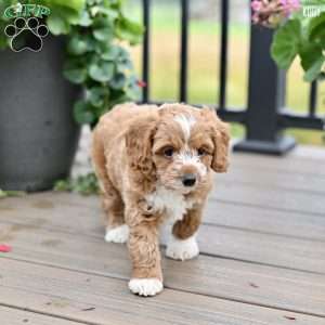 Kody, Cockapoo Puppy