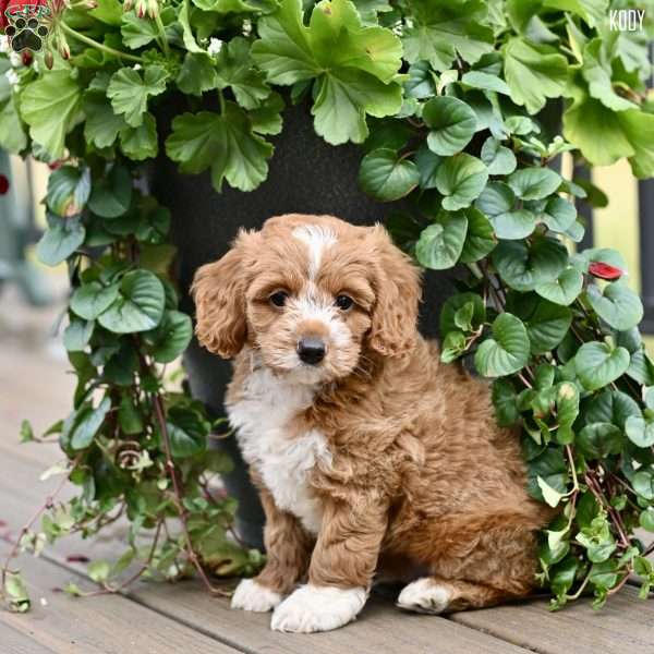 Kody, Cockapoo Puppy