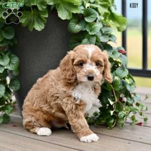 Kody, Cockapoo Puppy