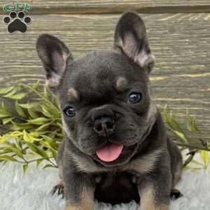 Lola, French Bulldog Puppy
