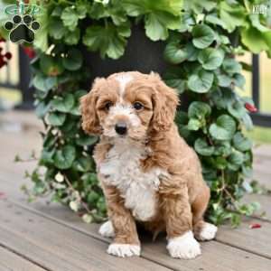 Kody, Cockapoo Puppy