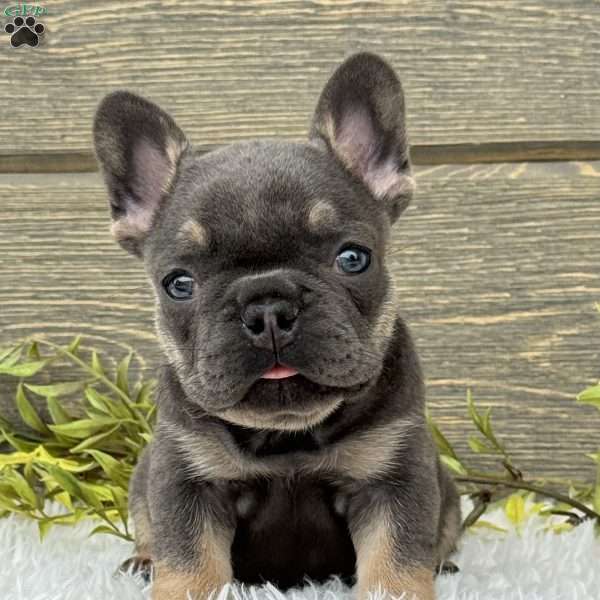 Lola, French Bulldog Puppy