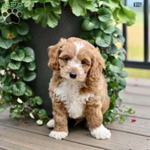 Kody, Cockapoo Puppy
