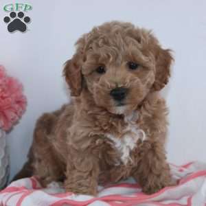 Trista, Mini Goldendoodle Puppy