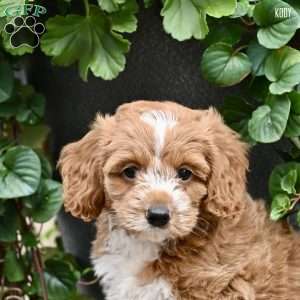 Kody, Cockapoo Puppy