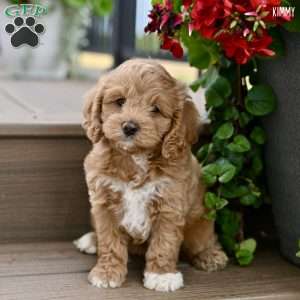 Kimmy, Cockapoo Puppy