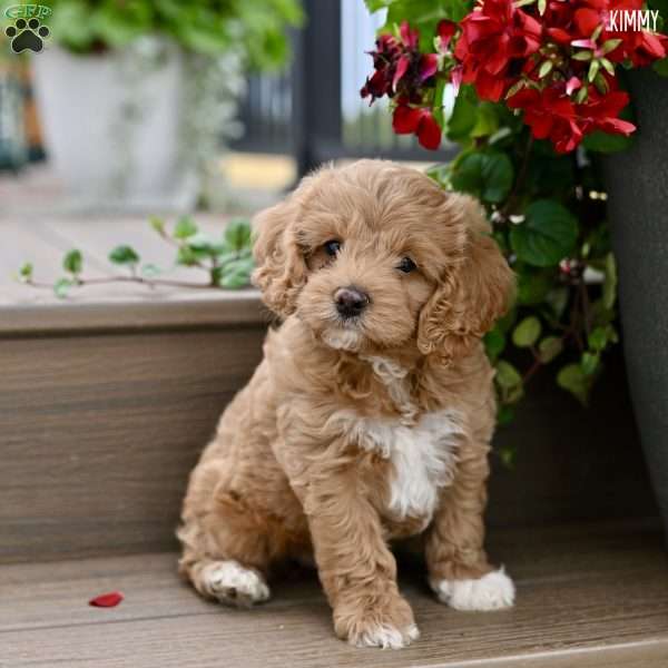 Kimmy, Cockapoo Puppy