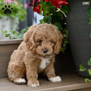 Kimmy, Cockapoo Puppy