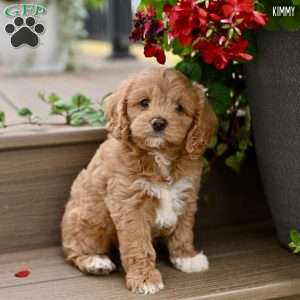 Kimmy, Cockapoo Puppy