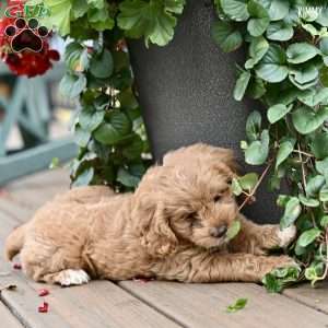 Kimmy, Cockapoo Puppy