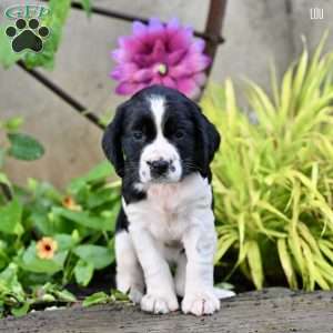 Lou, English Springer Spaniel Puppy